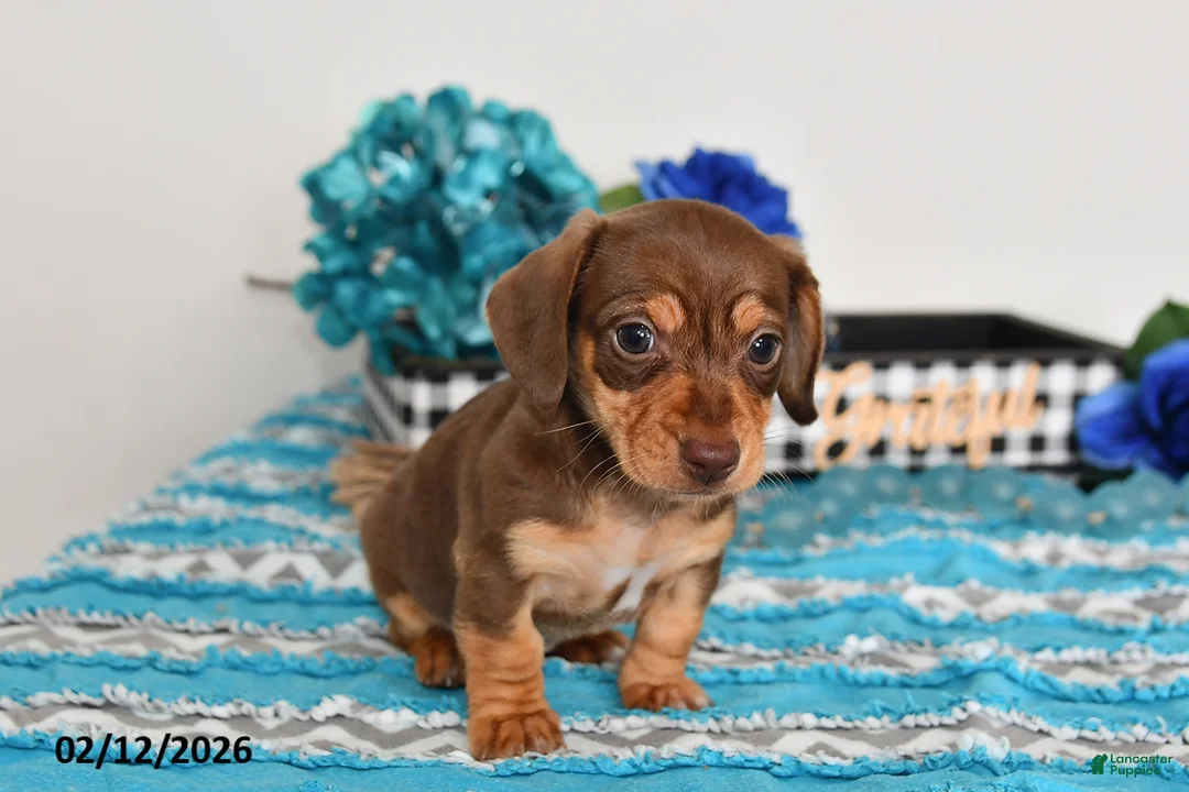 Miniature Dachshund dogs for sale: Cole - Ad 3
