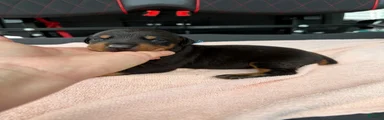 Doberman Pinscher Puppy 2