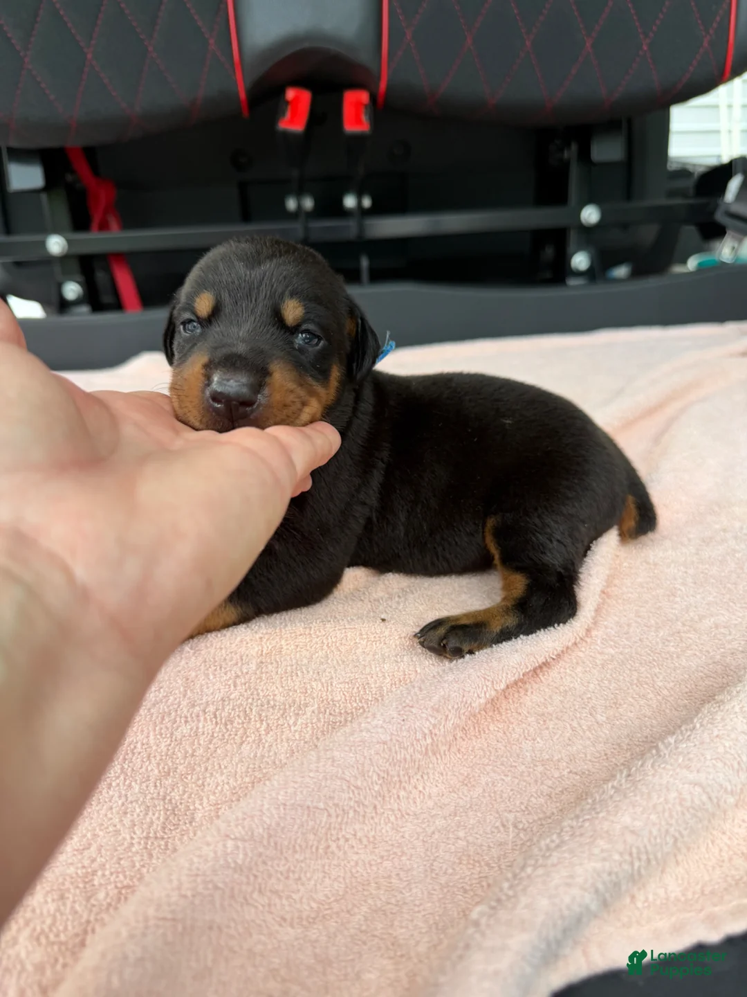 Doberman Pinscher dogs for sale: Doberman Pinscher Puppy 2 - Ad 1