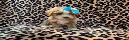 Cockapoo dogs for sale: Fancy - Ad 3