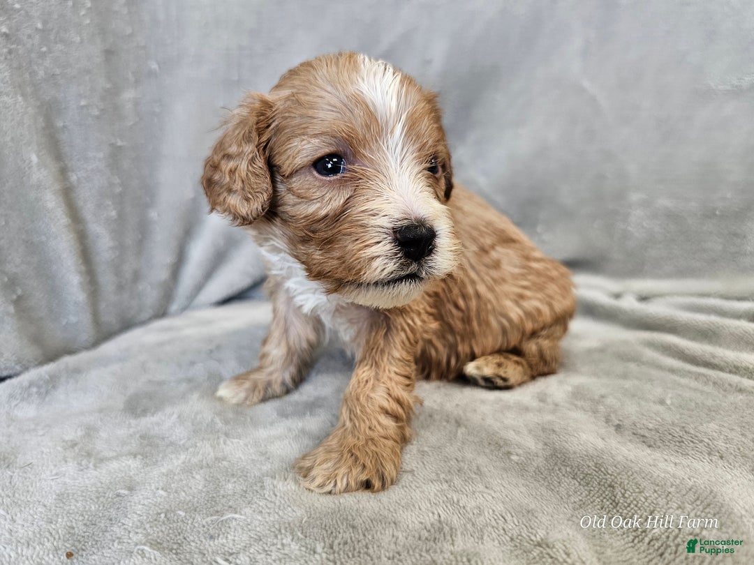 Cavapoo dogs for sale: Gnocchi - Ad 2