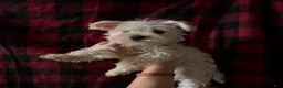 Mixed Breed dogs for sale: Mixed Breed 3 - Ad 1