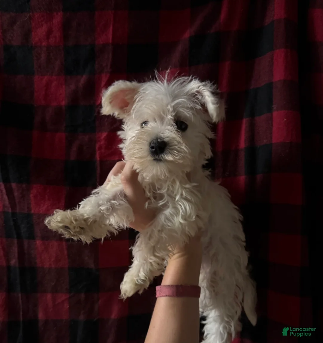 Mixed Breed dogs for sale: Mixed Breed 3 - Ad 1