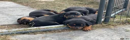 Rottweiler dogs for sale: Rottweiler Puppy 2 - Ad 1