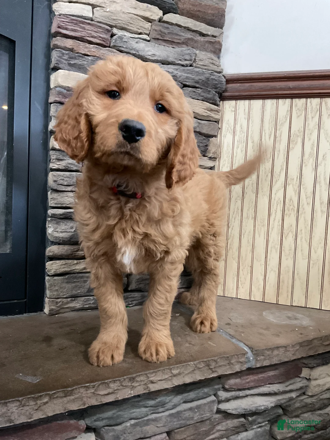 Goldendoodle dogs for sale: Clark - Ad 5