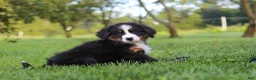 Miniature Bernese Mountain Dog dogs for sale: Kory - Ad 11