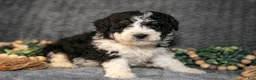 Mini Bernedoodle dogs for sale: Daya - Ad 2