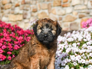 Soft Coated Wheaten Terrier dogs - Ad 4