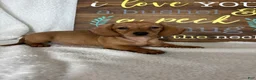 Dachshund dogs for sale: Dixie - Ad 2
