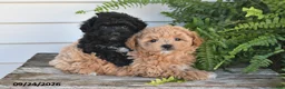 Maltipoo dogs for sale: Bowie - Ad 3