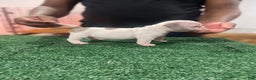 American Bully dogs for sale: American Bully Puppy 6 - Ad 24