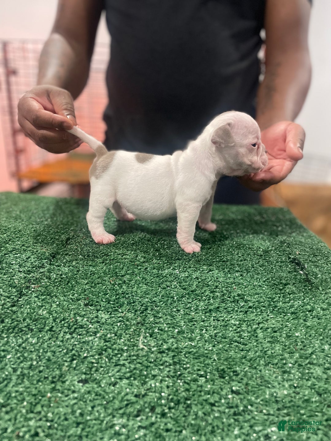 American Bully dogs for sale: American Bully Puppy 6 - Ad 24