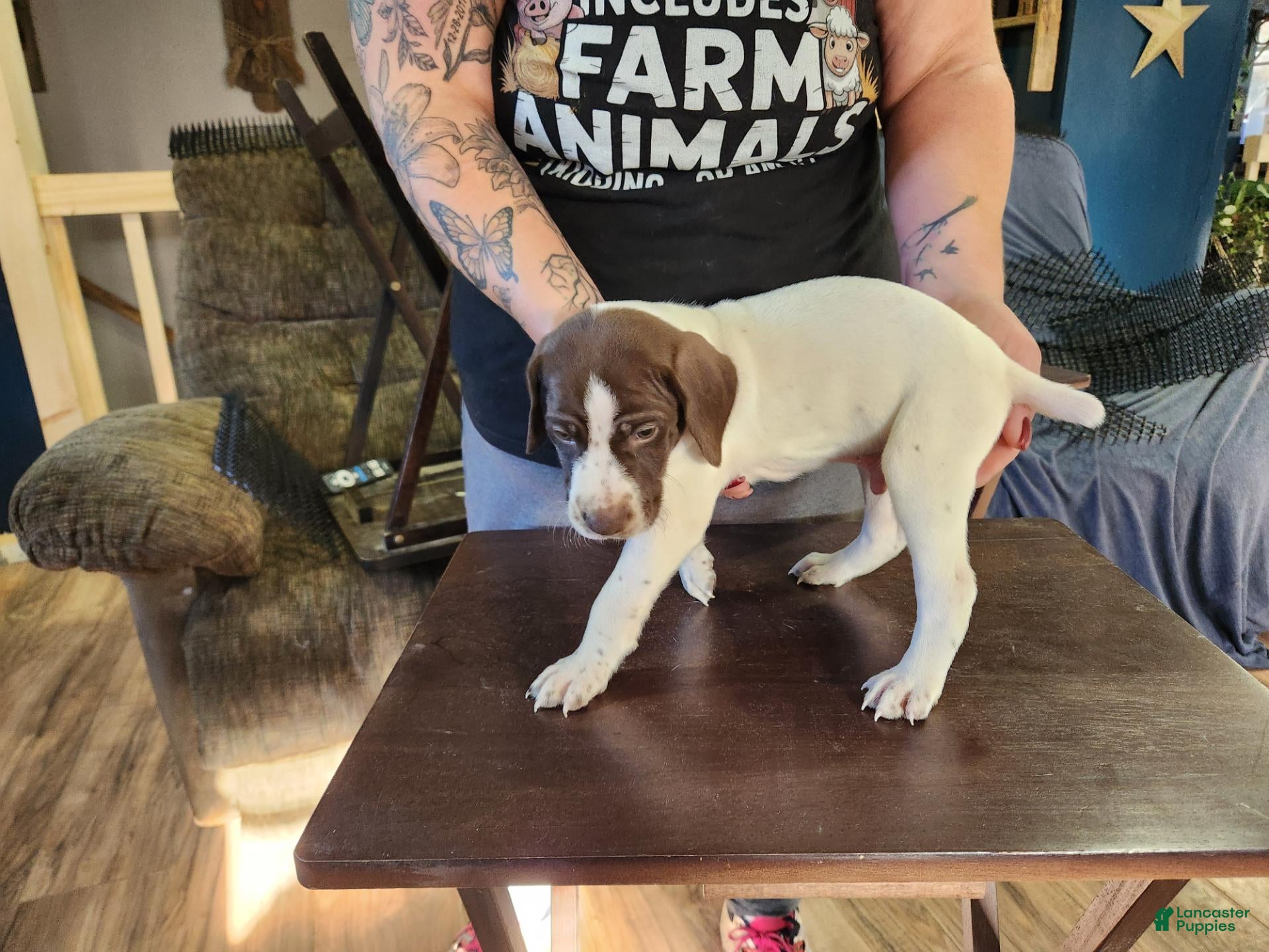 German Shorthaired Pointer dogs for sale: German Shorthaired Pointer 4 - Ad 1
