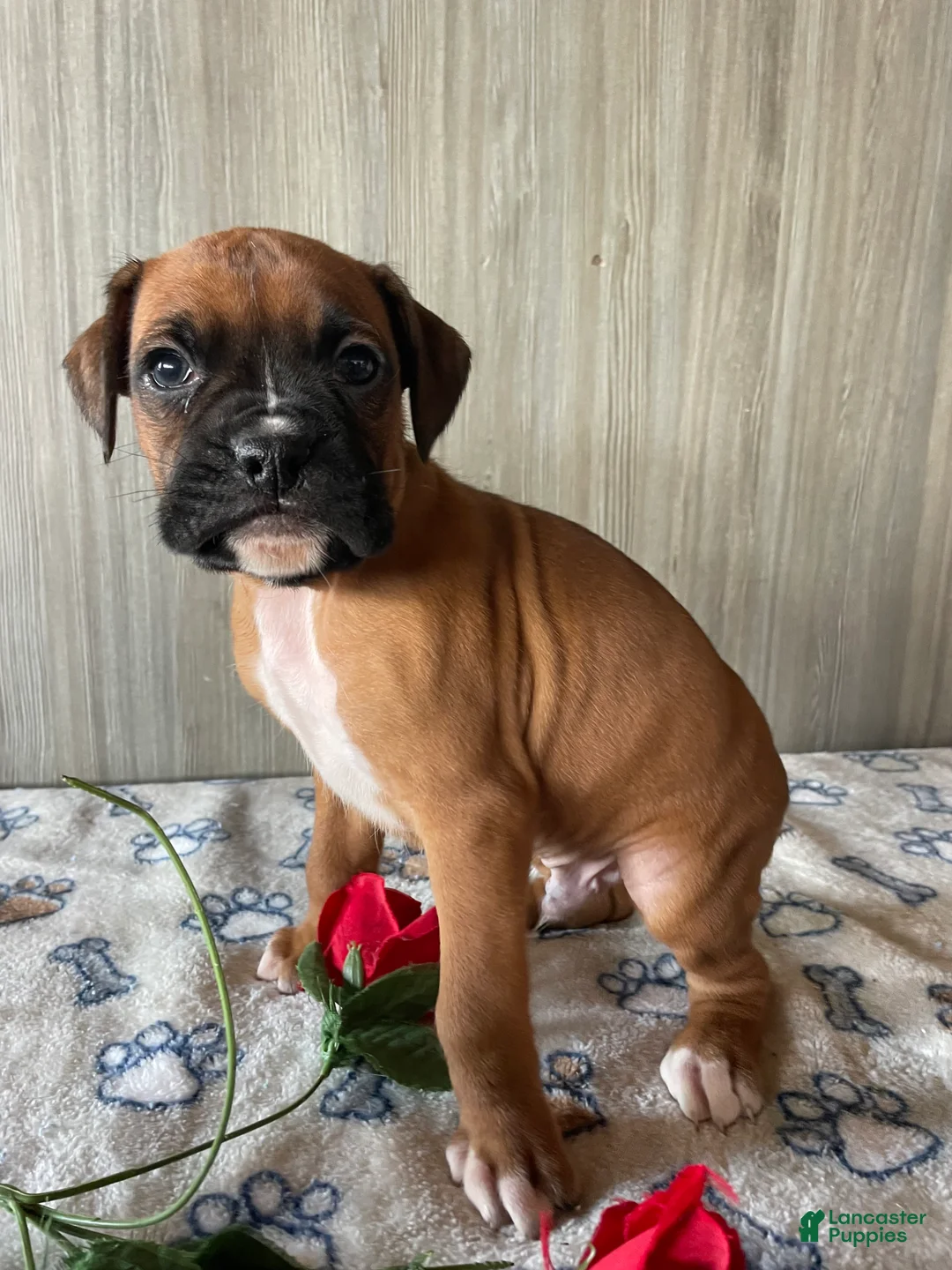 Boxer dogs for sale: Barney - Ad 4