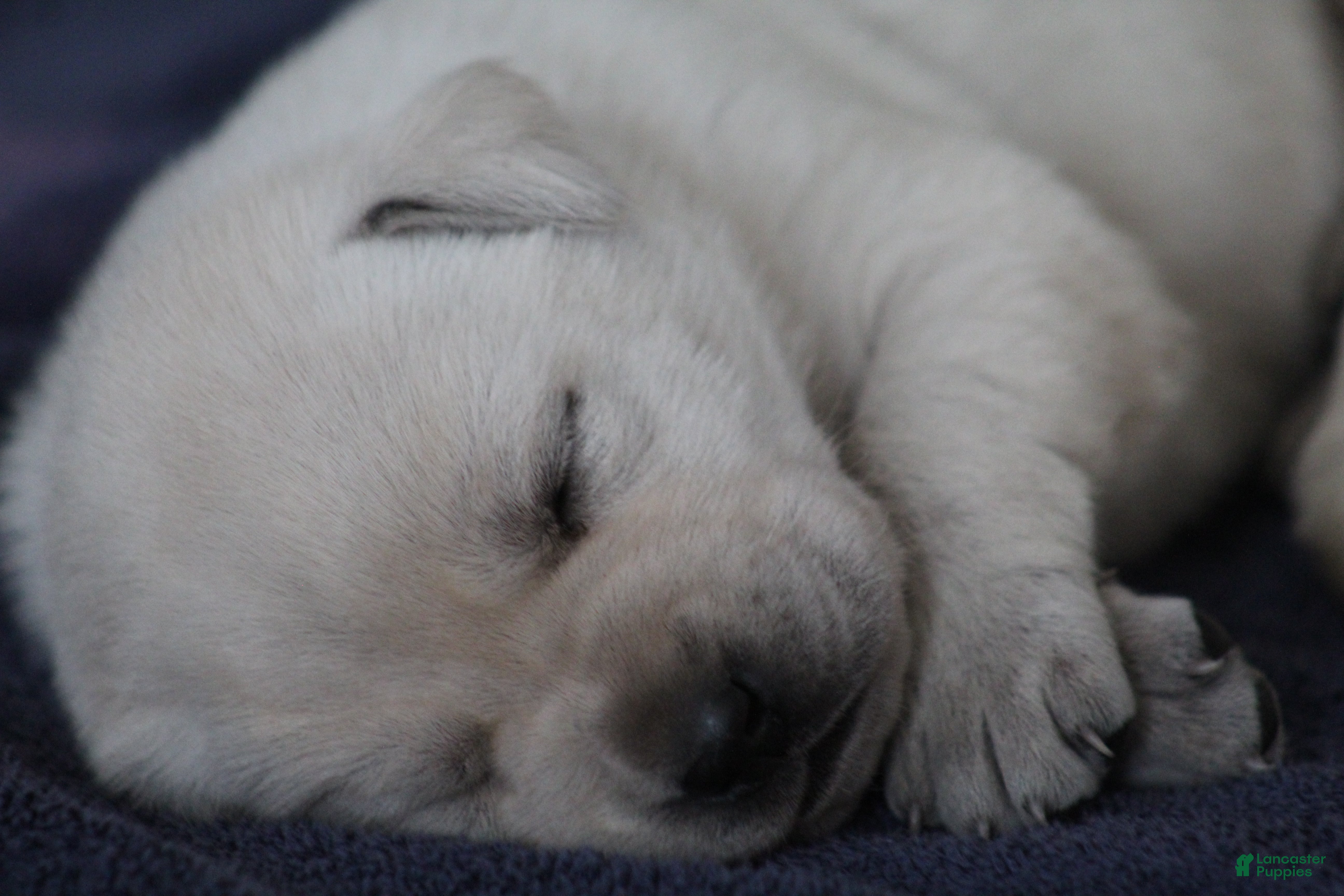 Labrador Retriever dogs Labrador Retriever Puppy 1 - Ad 2