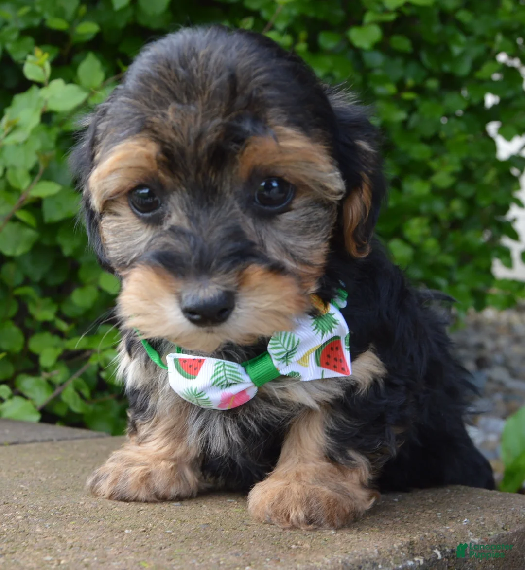Yorkiepoo dogs for sale: Willow - Ad 2