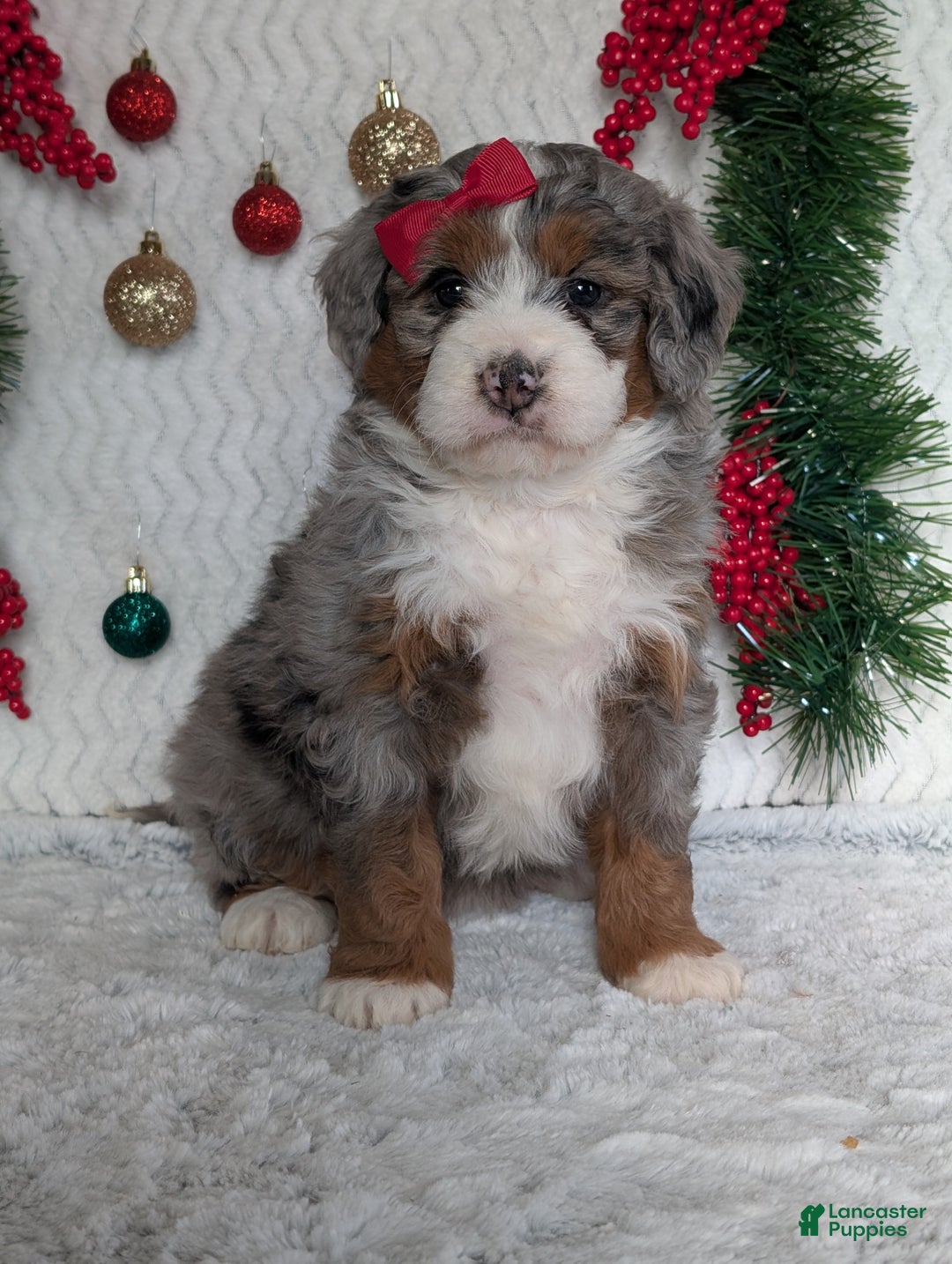 Mini Bernedoodle dogs for sale: Mini Opal  - Ad 18