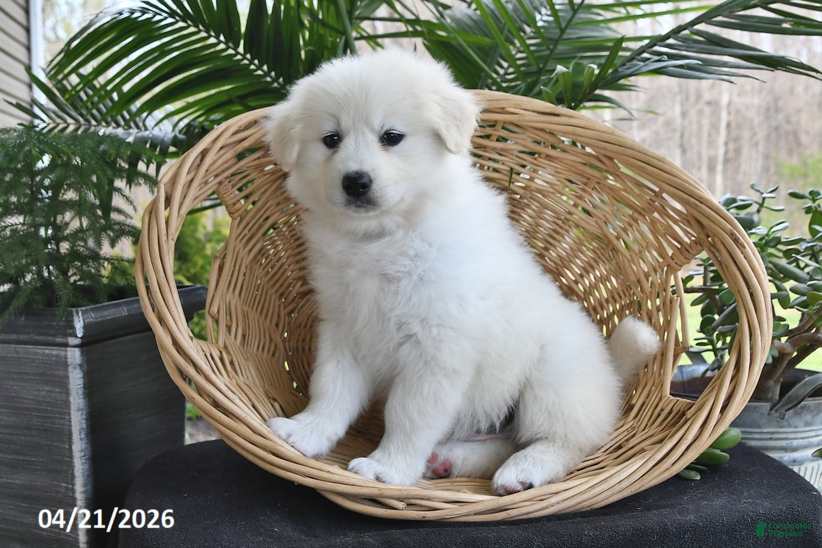 Samoyed dogs Lilly - Ad 2