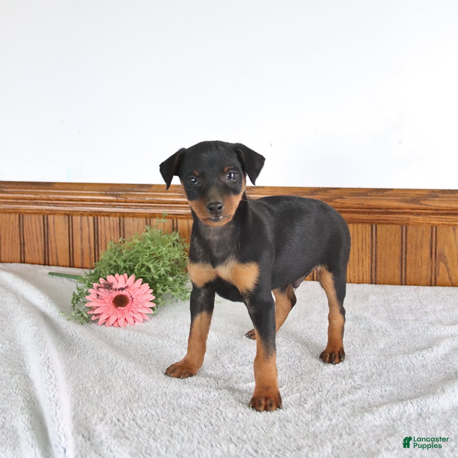 Miniature Pinscher dogs Jake - Ad 1