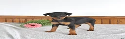 Miniature Pinscher dogs for sale: Jake - Ad 1