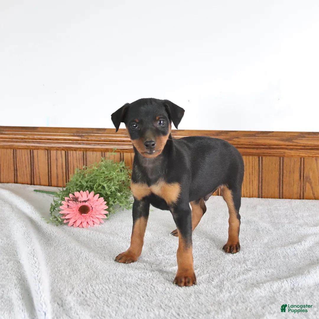 Miniature Pinscher dogs for sale: Jake - Ad 1