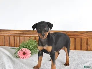 Miniature Pinscher dogs for sale: Jake - Ad 1