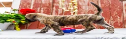 English Mastiff dogs for sale: Malcom - Ad 7