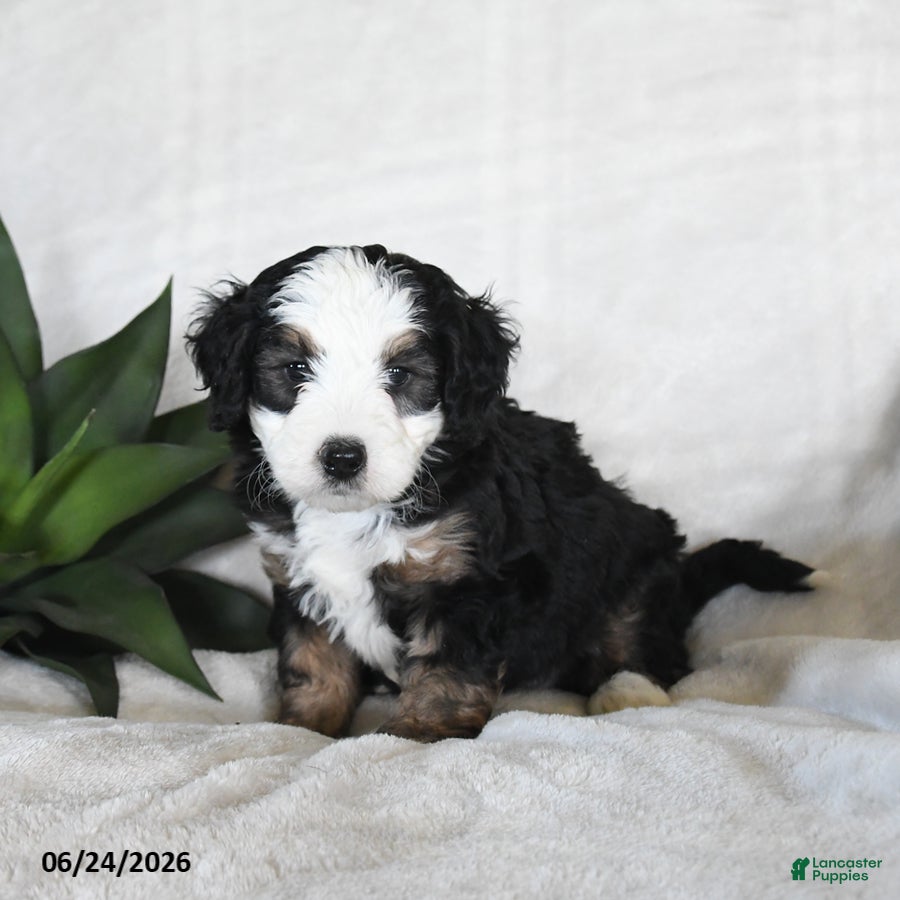 Bernedoodle dogs Astro - Ad 2