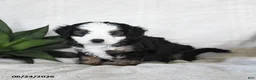 Bernedoodle dogs for sale: Astro - Ad 2