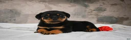 Rottweiler dogs for sale:  Hazel 🐾 - Ad 6