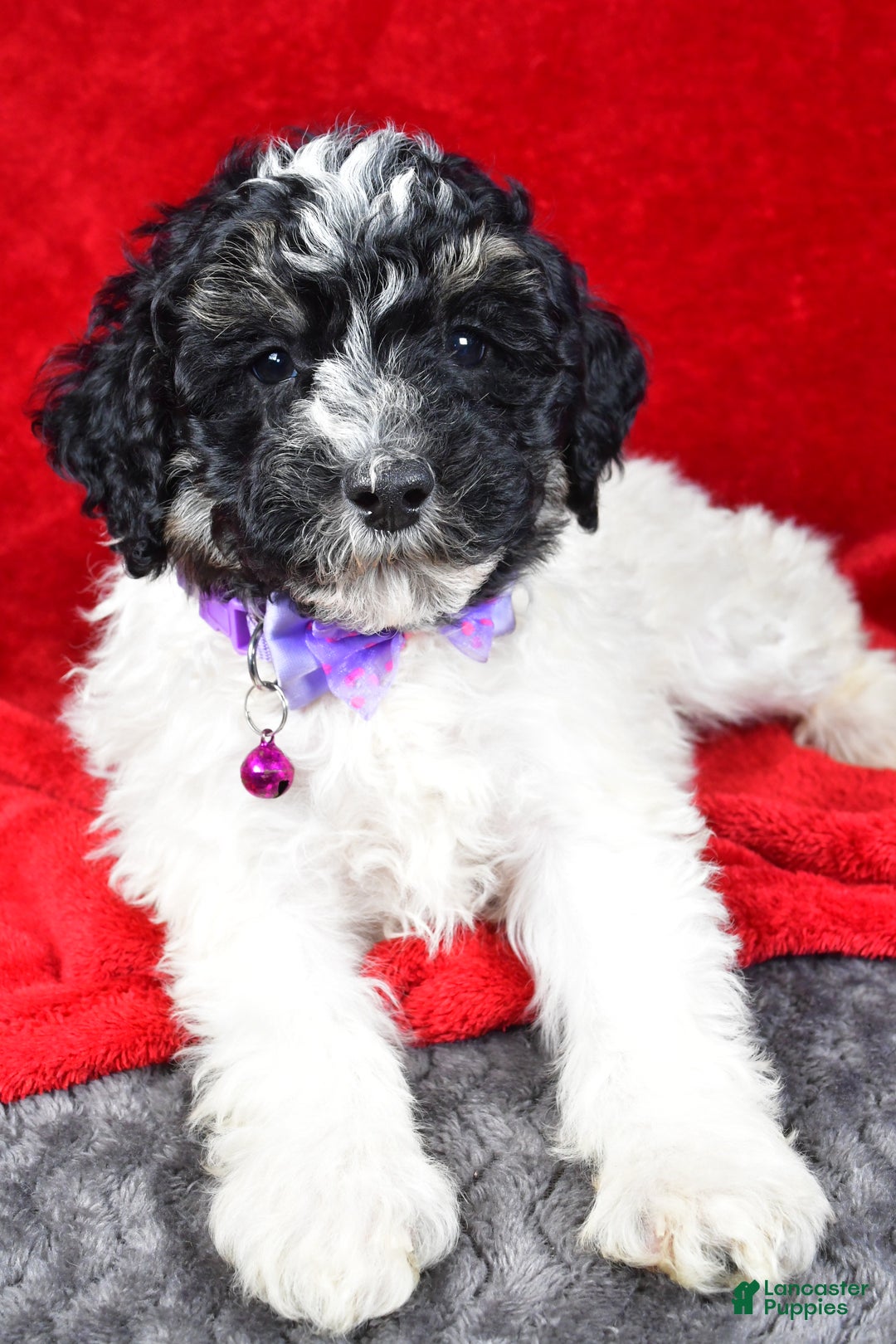 Miniature Poodle dogs for sale: Ernest - Ad 5