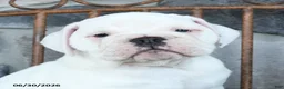 English Bulldog dogs for sale: Polar - Ad 4