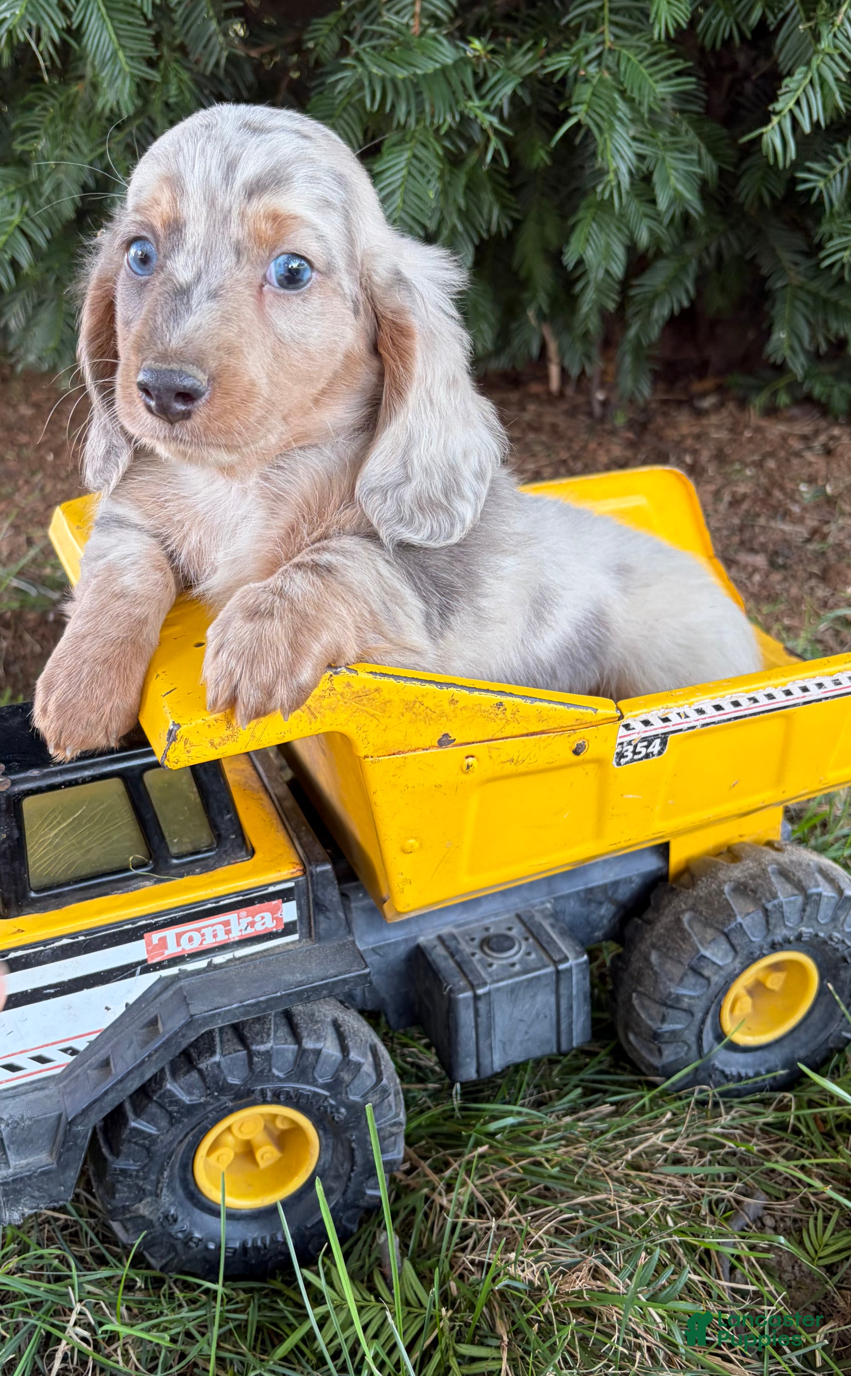 Dachshund dogs Jax - Ad 1