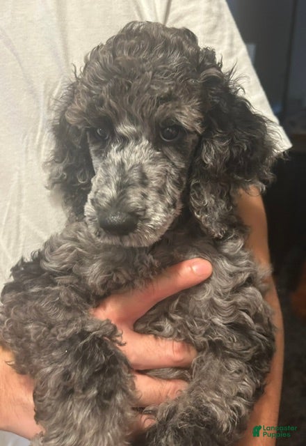 Standard Poodle dogs Standard Poodle 1 - Ad 1