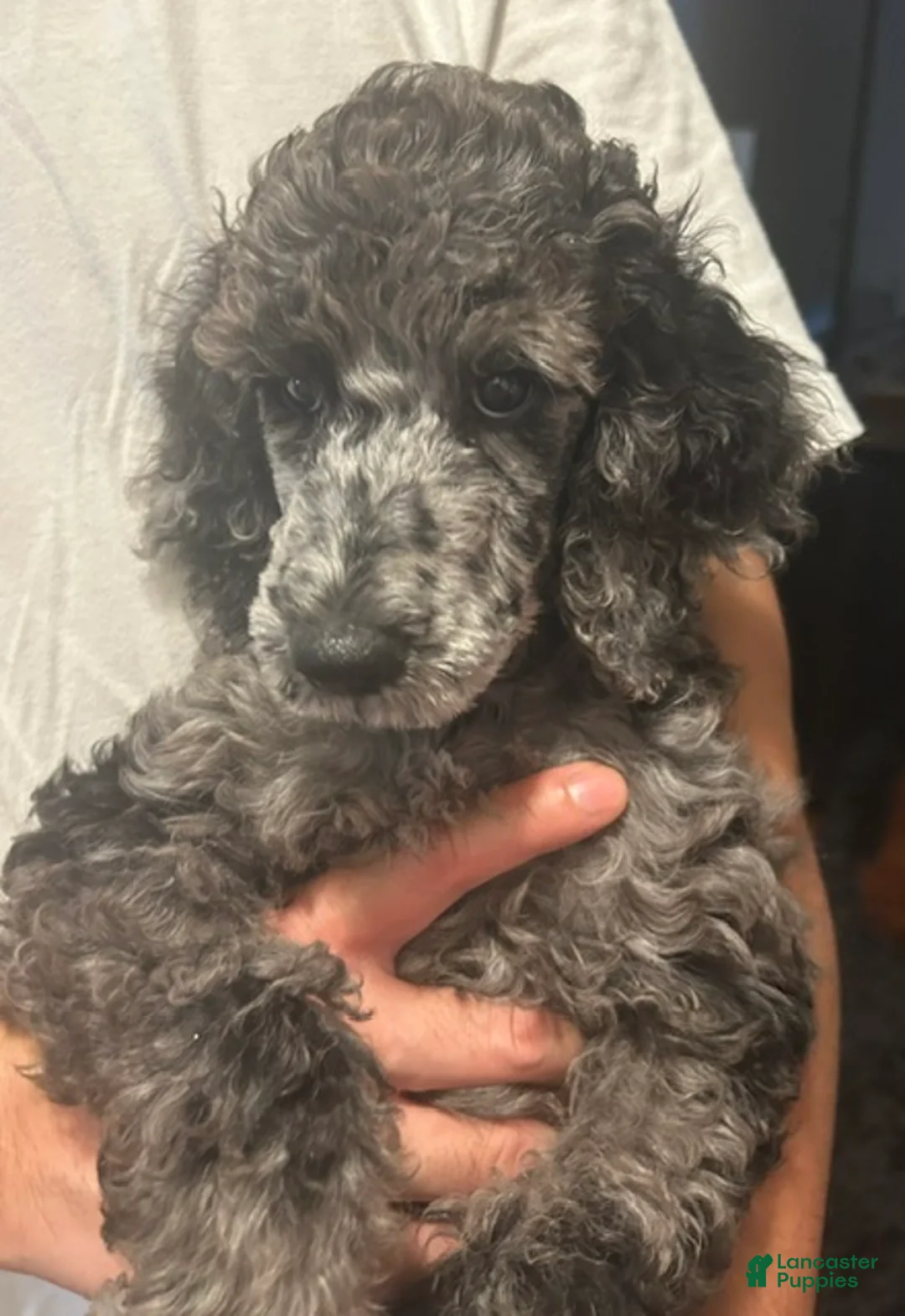 Standard Poodle dogs for sale: Standard Poodle 1 - Ad 1
