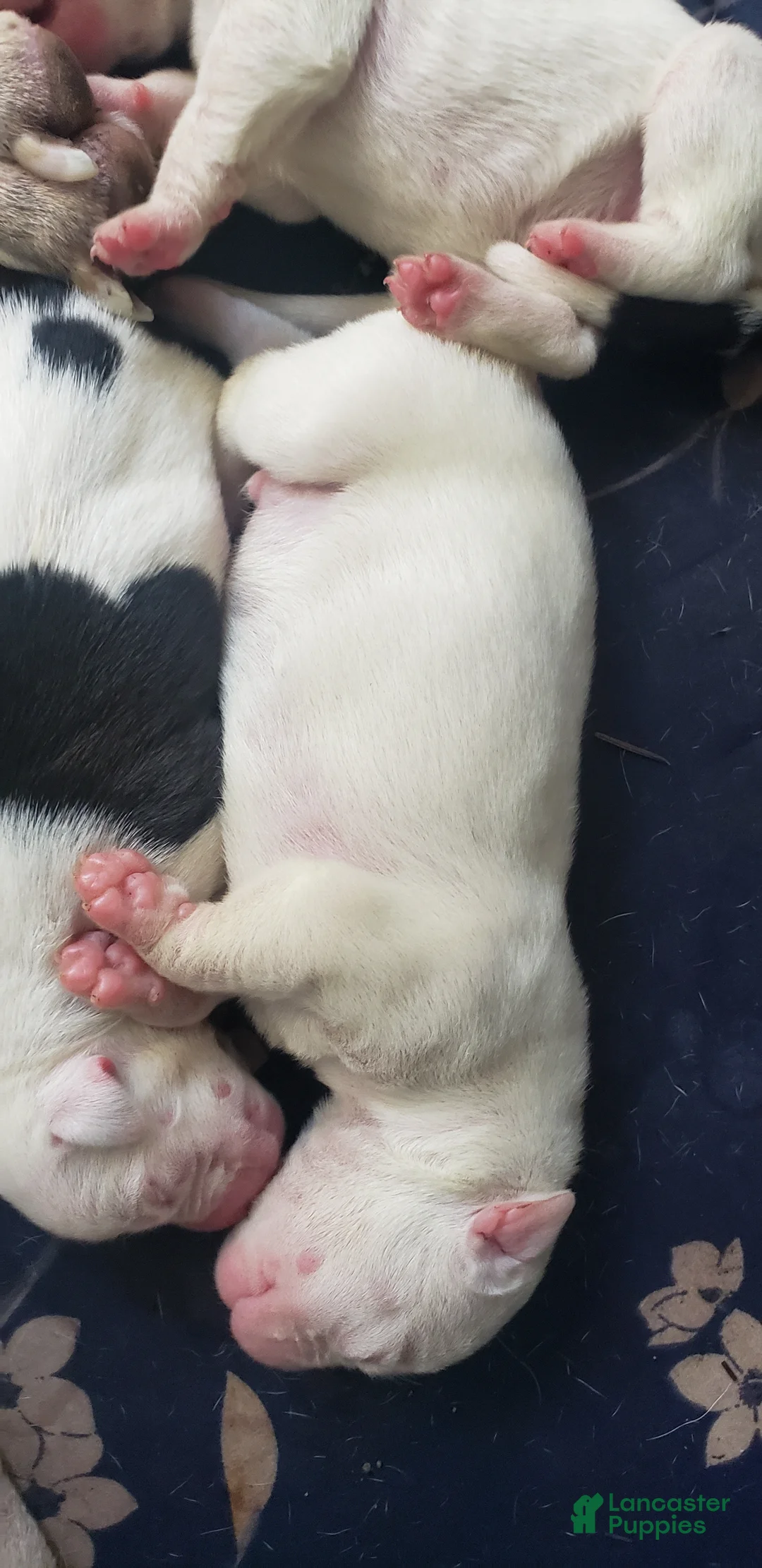 Mixed Breed dogs for sale: Boy 1  - Ad 1