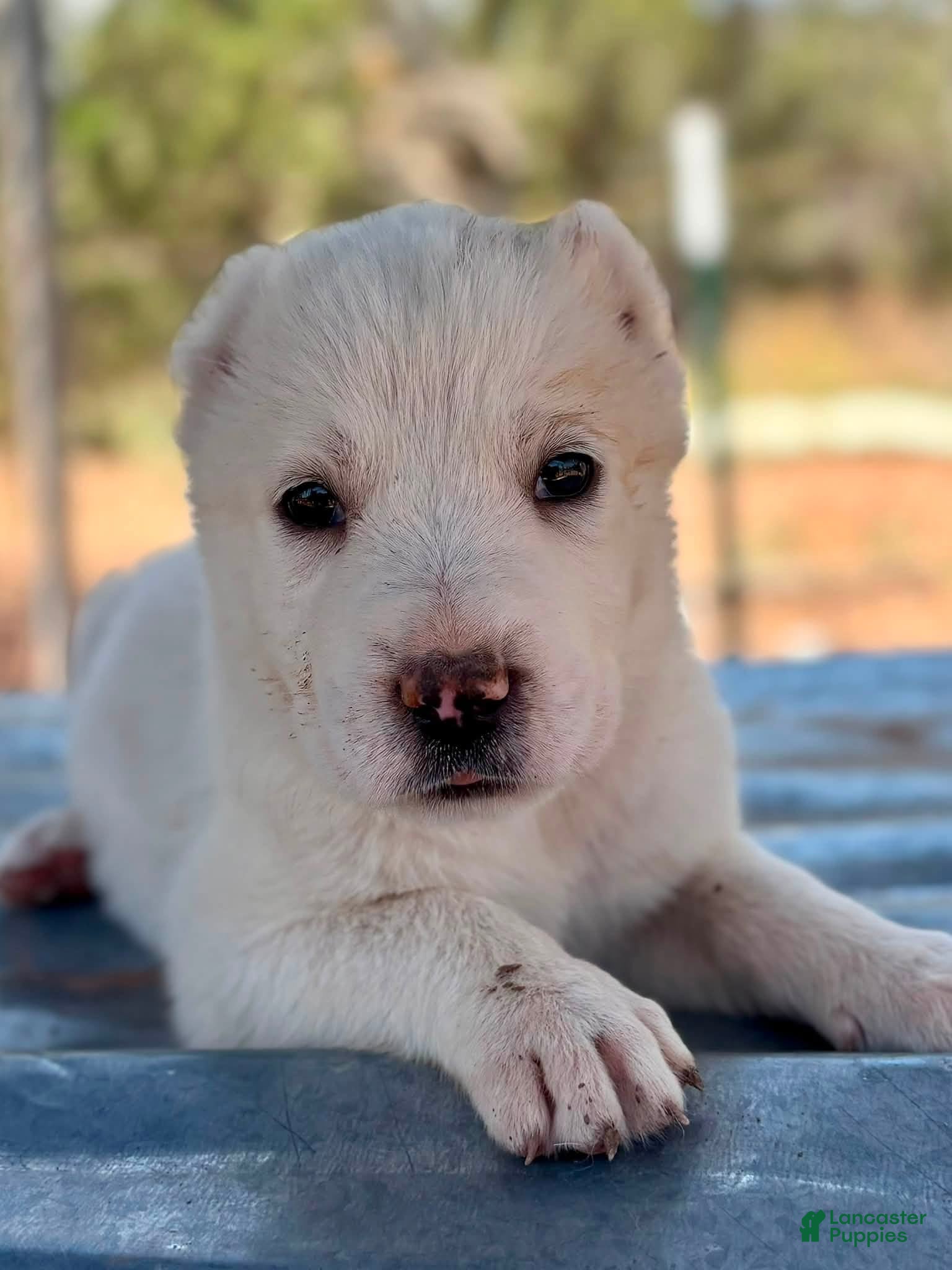 Central Asian Shepherd dogs for sale: Naomi - Ad 2