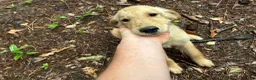 Golden Retriever dogs for sale: Golden Retriever 1 - Ad 2