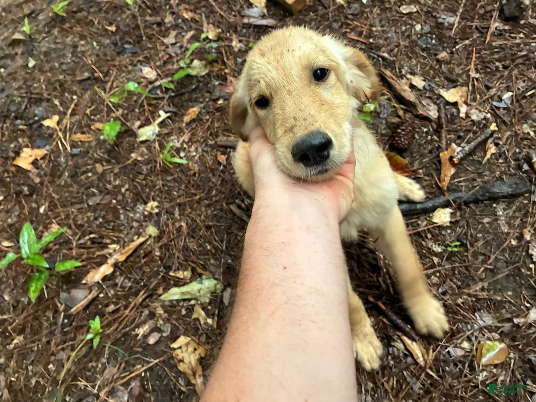 Golden Retriever dogs for sale: Golden Retriever 1 - Ad 2