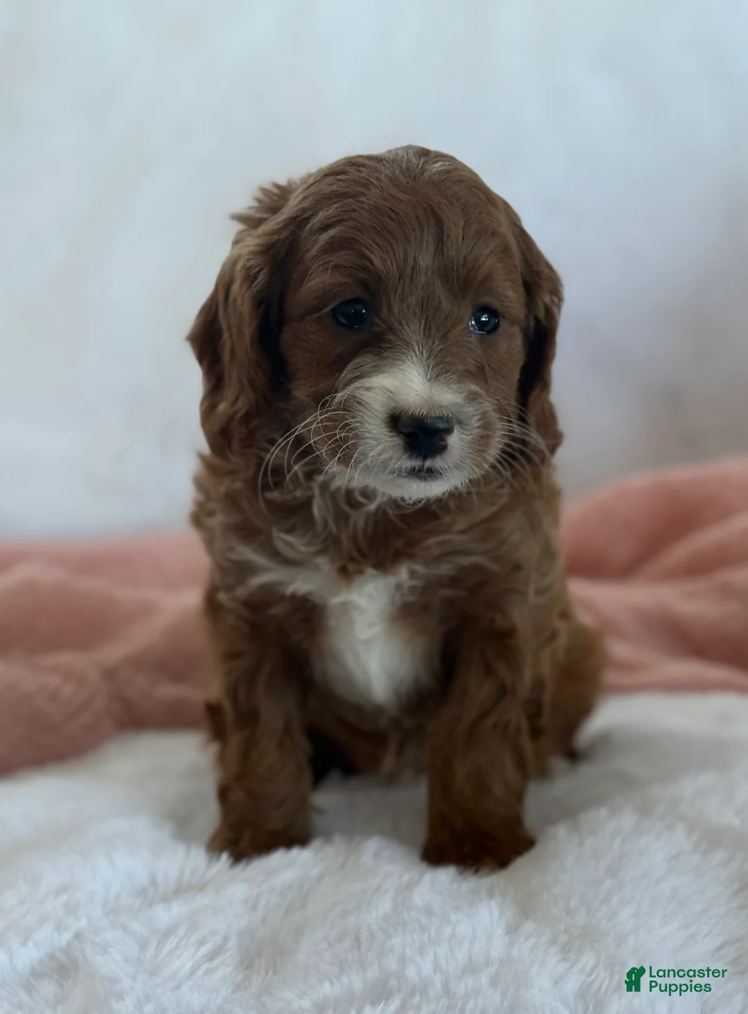 Cavapoo dogs for sale: Aspen  - Ad 8