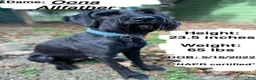 Giant Schnauzer dogs for sale: Mouse - Ad 8