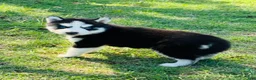 Siberian Husky dogs for sale: Maci - Ad 10