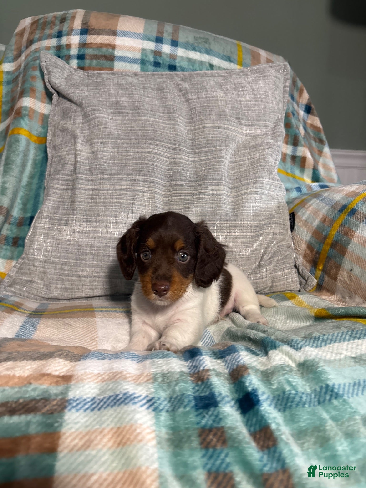 Miniature Dachshund dogs Charlie - Ad 1