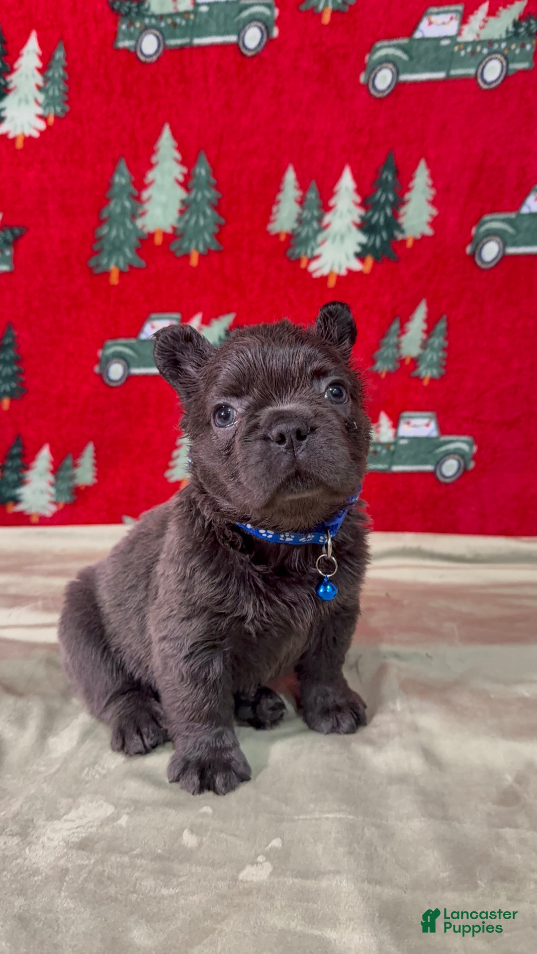 French Bulldog dogs for sale: 💙 Frost - Ad 3