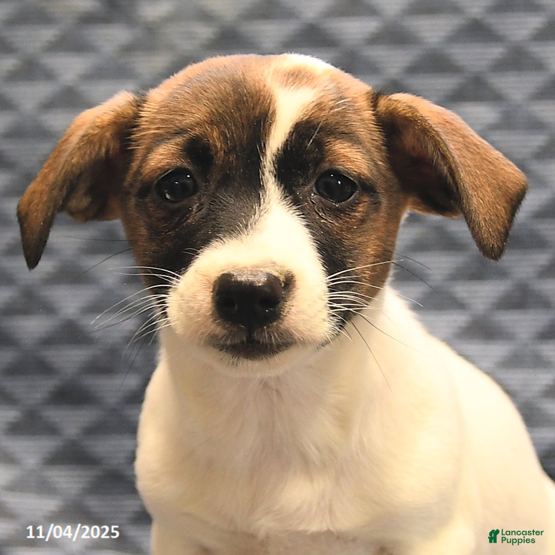 Jack Russell Terrier dogs for sale: Anita - Ad 5