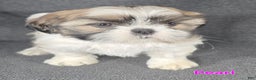 Shih Tzu dogs for sale: Pearl  - Ad 7