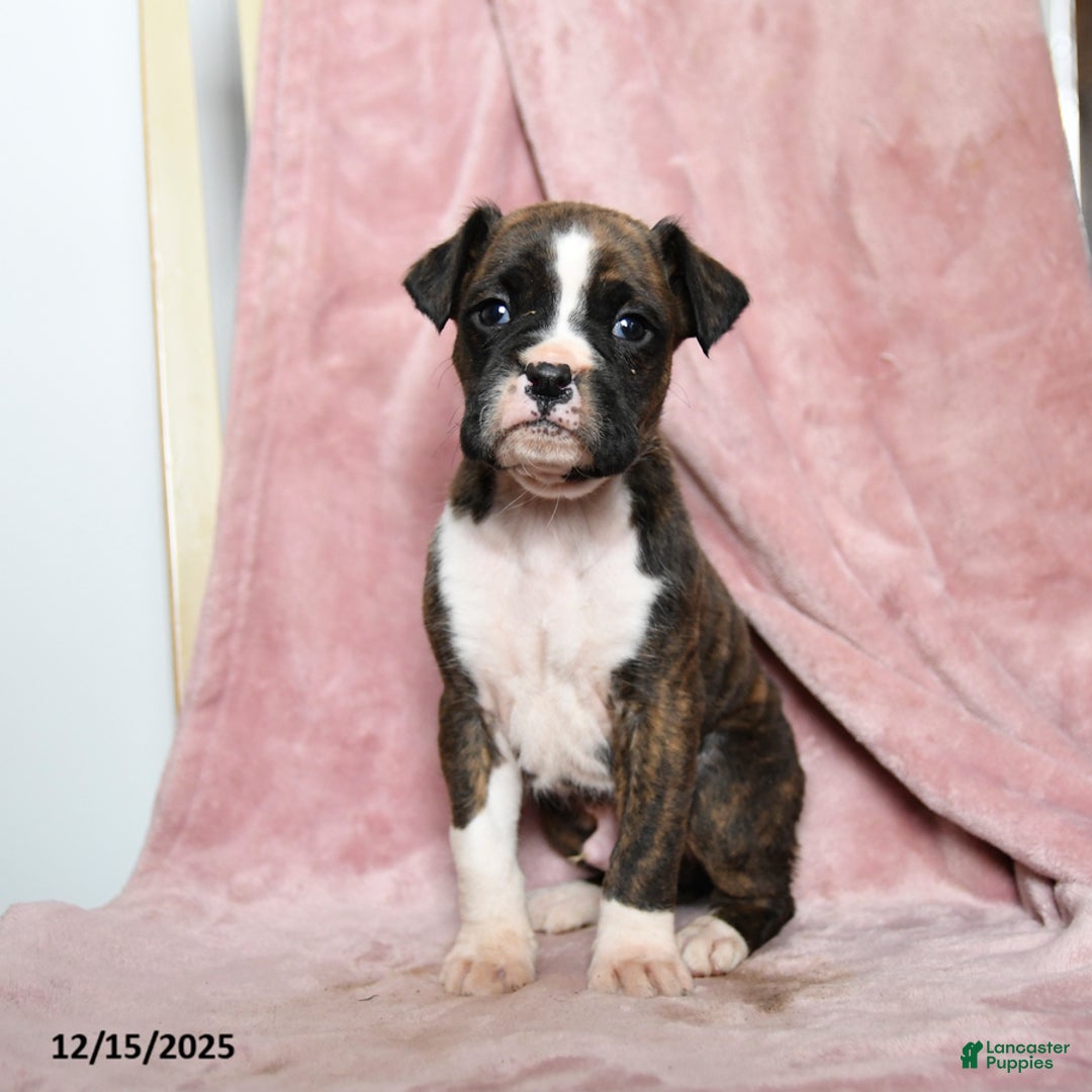 Boxer dogs for sale: Lawson - Ad 1