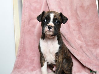 Boxer dogs Lawson - Ad 6