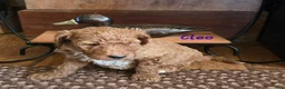 Goldendoodle dogs for sale: Goldendoodle Puppy 11 - Ad 9