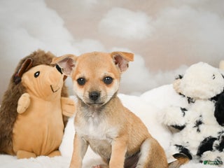 Chihuahua dogs - Ad 17